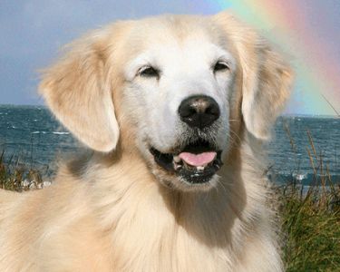 Halltree Golden Nugget Vegas, UDX, TDI - "Vegas"