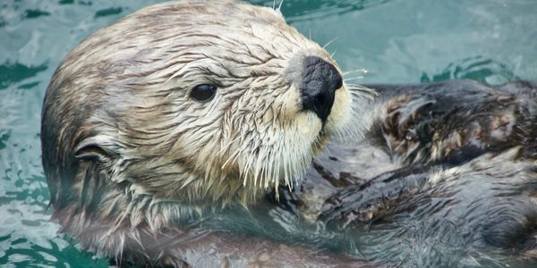 Sea otter