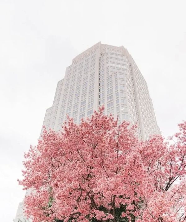 NC realtor LaKeta Burgess | Military relocation expert | NextHome Veterans First Choice | Serving NC