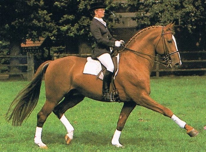 Walldorf shown under saddle in dressage. Walldorf I is by Watzmann and is out of Parodie (Perser/Woh