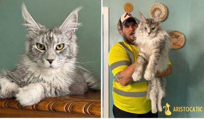 European Maine Coon breeding pair Soren and Nevermore Lenore silver Maine Coons in Kentucky