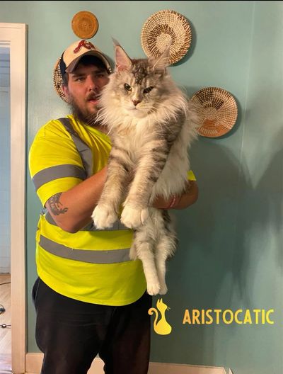 Maine Coons are one of the largest domesticated cat breeds and can continue growing for two years.