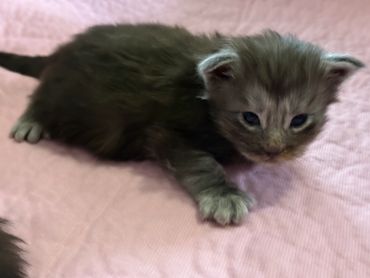Black smoke Maine Coon kitten Onyx with large ears and soft silver coat indoors.