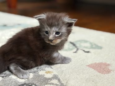 Maine Coon kitten Onyx showing his smoky coat and playful eyes.