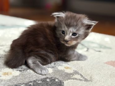 Black smoke Maine Coon kitten Onyx sitting proudly with long whiskers.