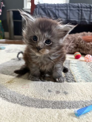 Fluffy European Maine Coon kitten Onyx
