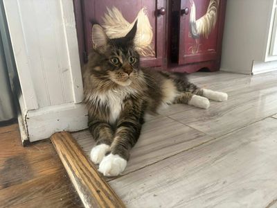 Brown ticked tabby Maine coon- 2 years old