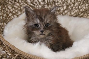 Black smoke kitten resting on a cat tree