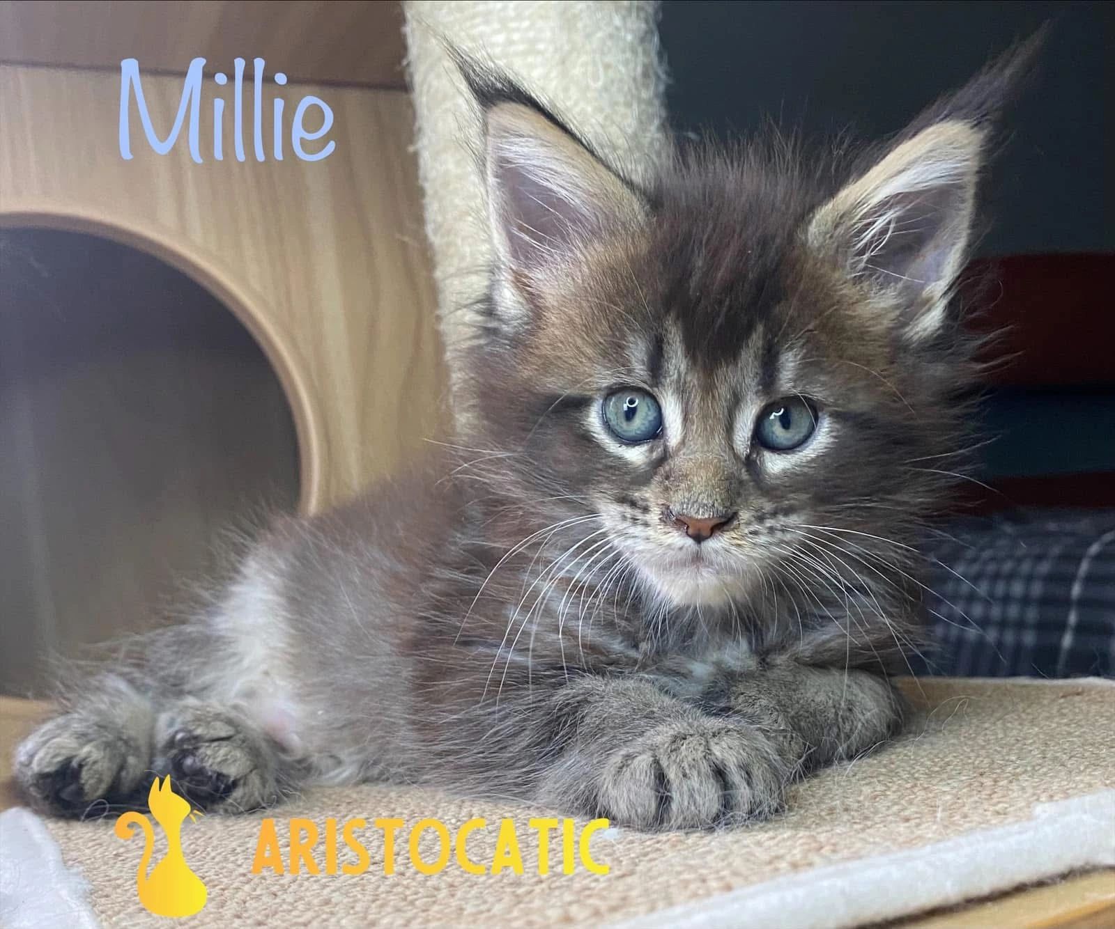 Brown ticked tabby Maine coon kitten. Millie is 6 weeks old here.