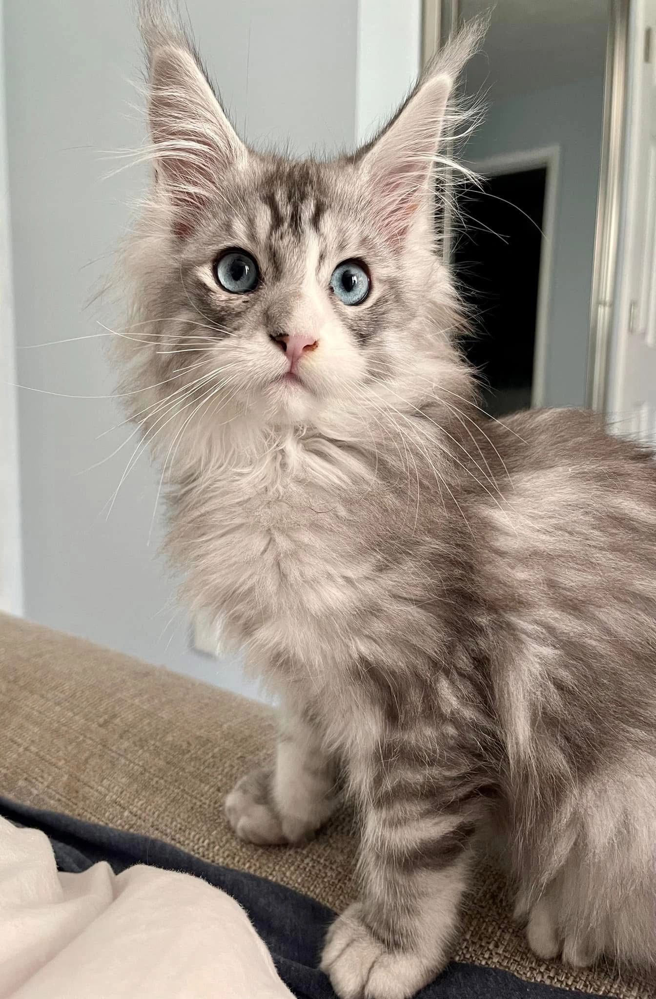 5 month old black diver mackerel tabby Maine Coon kitten Viserion