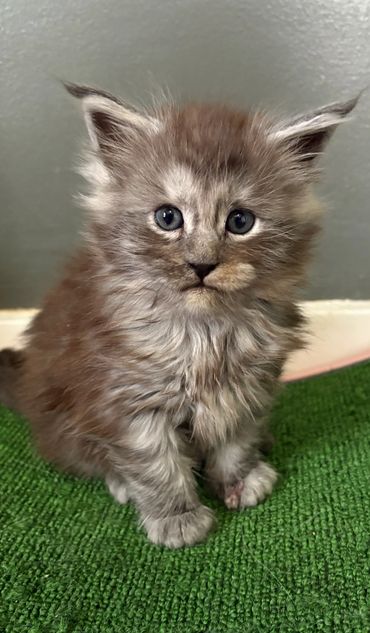 Black smoke Maine Coon kitten Onyx with silver undercoat sitting on a cat shelf in Kentucky.
