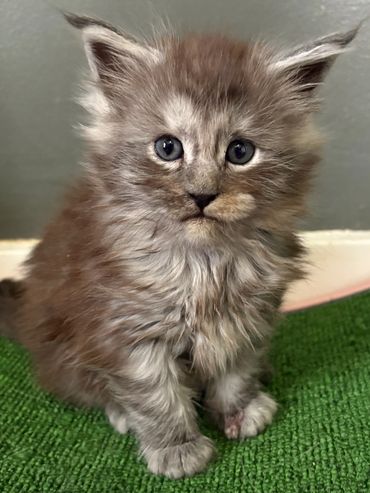 Curious black smoke Maine Coon kitten looking at the camera