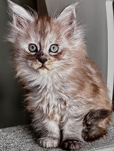 Silver Maine Coon kitten with lynx-tipped ears and green eyes, raised indoors.