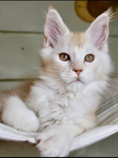 Red silver shaded 3 month old male Maine Coon kitten