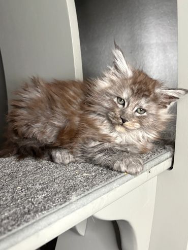 Black smoke Maine Coon kitten Onyx looking playful with fluffy fur in Kentucky.