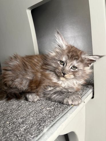 Fluffy black smoke Maine Coon kitten with large ear tufts and bright eyes at Aristocatic Maine Coons