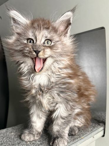 Black smoke Maine Coon kitten Onyx with silver undercoat and big ear tufts in Kentucky.
