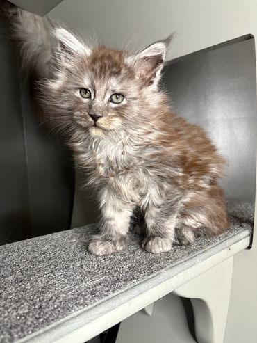 Fluffy black smoke Maine Coon kitten Onyx posing with bright eyes at Aristocatic Maine Coons.