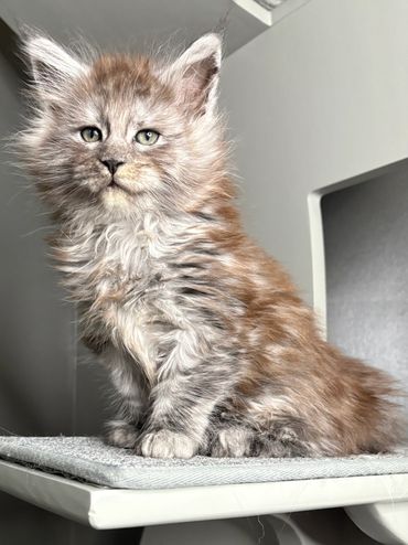European-line black smoke Maine Coon kitten Onyx showing silver fur and long whiskers.