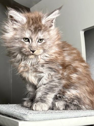Alt text:
Black smoke Maine Coon kitten Onyx showing silver highlights and curious expression.