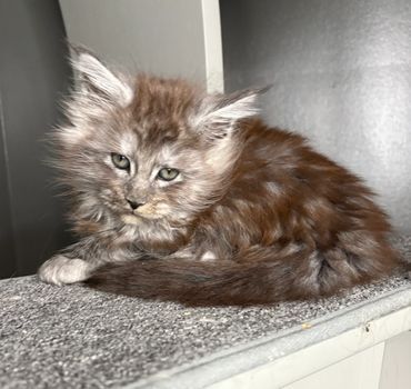 Young black smoke Maine Coon kitten Onyx sitting upright with ear tufts and silver coat.