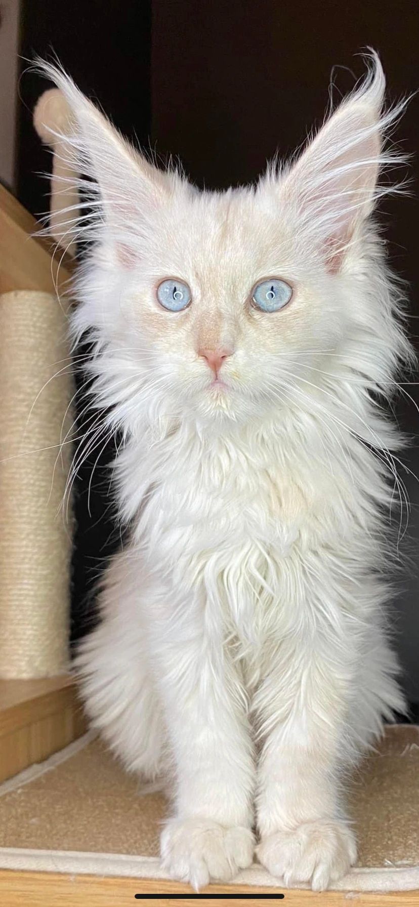 Fluffy white cat with striking blue eyes and tufted ears.