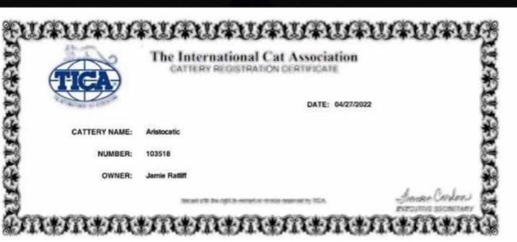 TICA registered Maine Coon breeder of  Maine coon kittens in kentucky