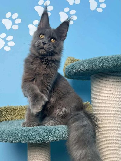 A calm Maine Coon resting on a cat tree in a home environment.