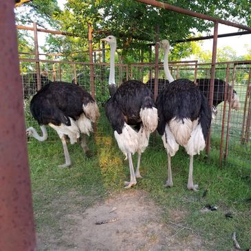 Ostrich for sale, ostrich ranch, ostrich breeding stock, ostrich plumes, ostrich meat, ostrich farm
