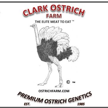 Ostrich Ranch, Ostriches For Sale, Ostrich Farming, Ostrich Ranching, Ostrich Information, Ostrich