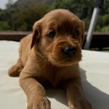 Now accepting Deposits for 2026 & Christmas Puppies !