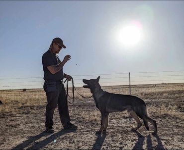 Man training a German Shepherd dog outdoors in the sunlight.