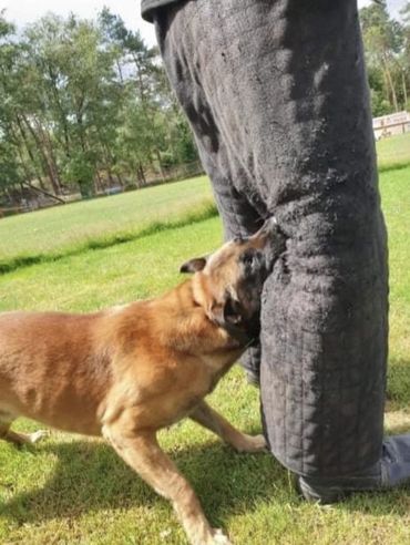 Dog biting a padded protective suit during training.