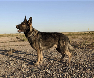 Alert German Shepherd standing on rocky terrain under clear blue sky.