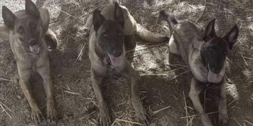 Three Belgian Malinois dogs lying on dirt and straw.