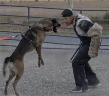 A trained dog lunges at a man wearing protective gear during training.