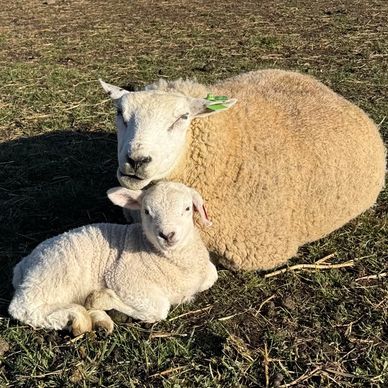 A sheep and its lamb resting on the grass in the sun.
