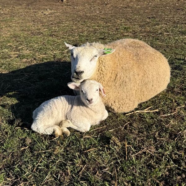 A sheep and its lamb resting on the grass in the sun.