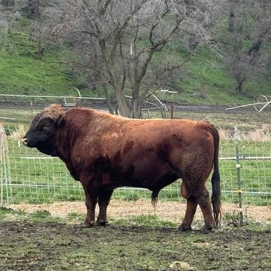 A large brown bison standing in a fenced grassy area.
