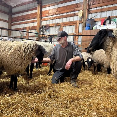 Man kneeling and interacting with black-faced sheep in a barn.
