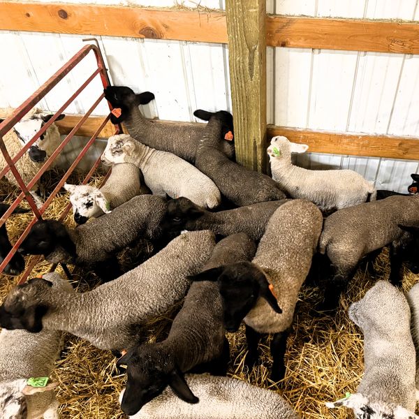 A group of lambs resting together inside a barn with straw bedding.