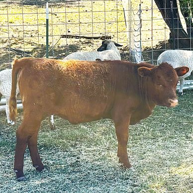 Brown calf standing near a fence with sheep behind.