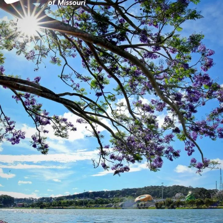 Sunlight through a jacaranda tree over a calm lake