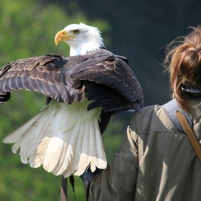 Bald eagle perched on handler’s arm | Safe Harbor Counseling | Symbol of strength, and trust