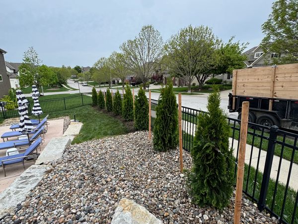 Row of Emerald Arborvitae