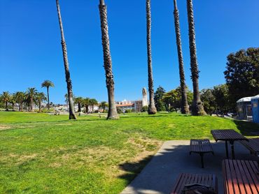 Palm trees tower over a sunny park with green grass and clear blue sky.