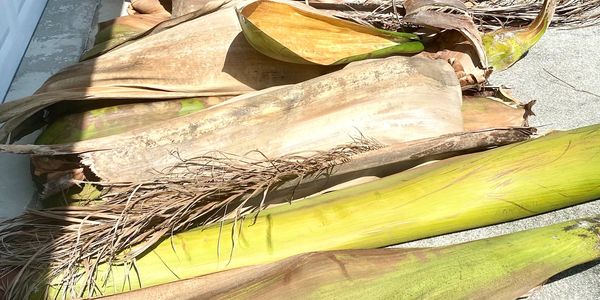 Palm fronds to recycle and repurpose