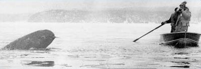 News photo of the narwhal trapped in Hall's Bay, 1978