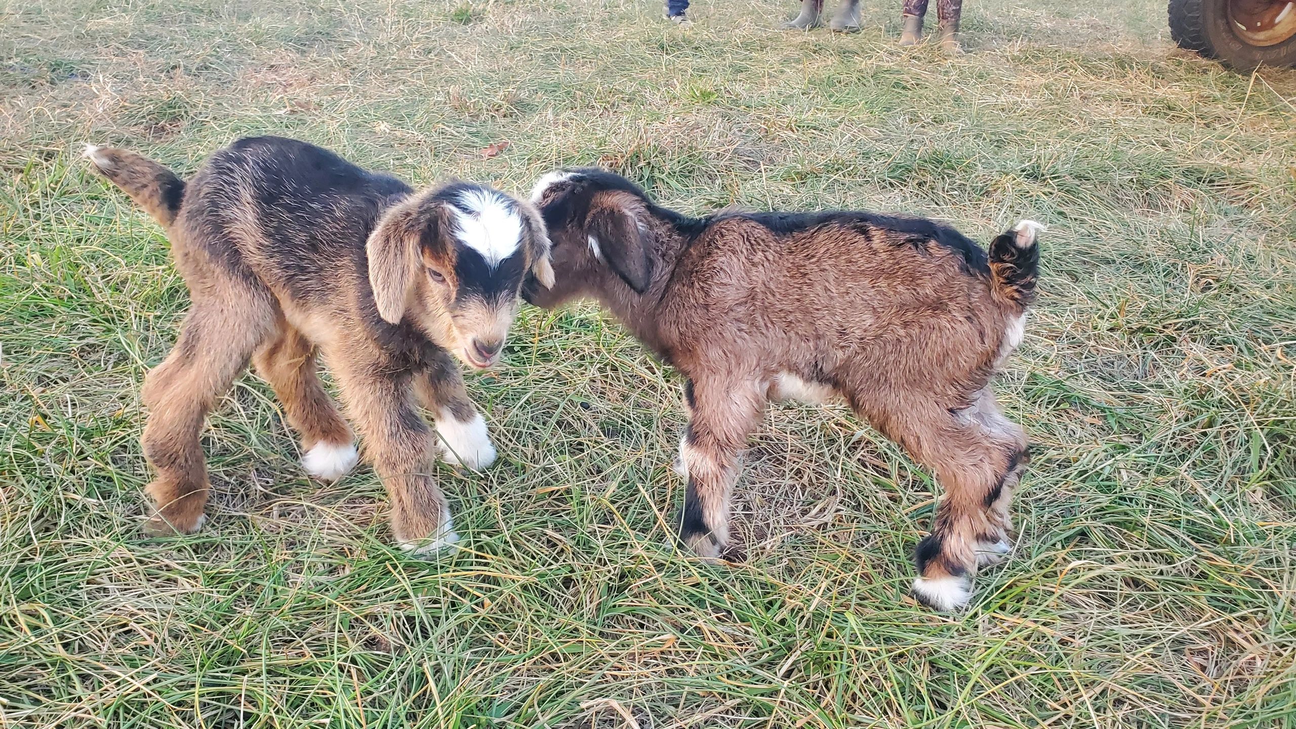 Two adorable baby goats playing on grassy ground.