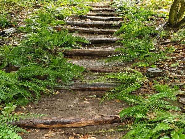A hill shade garden, step path we put in.